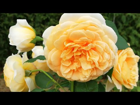 Видео: РОЗЫ. СРОЧНЫЕ ОБРАБОТКИ. ДАЮ РЕЦЕПТЫ НАЧИНАЮЩИМ