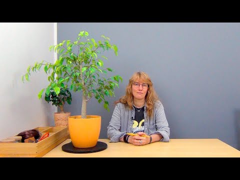 Видео: Зачем обрезать фикус Бенджамина (ч.5).