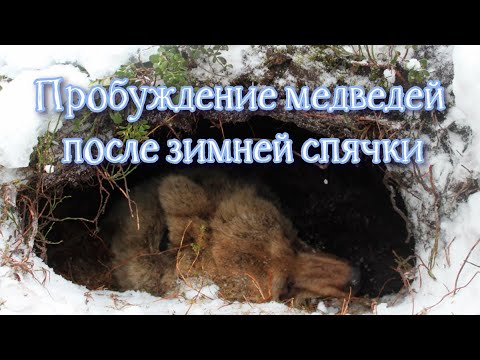 Видео: Пробуждение медведей после зимней спячки