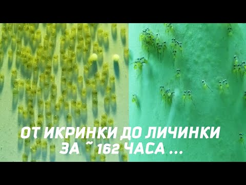Видео: Как развивается икра скалярии, личинка скалярии.