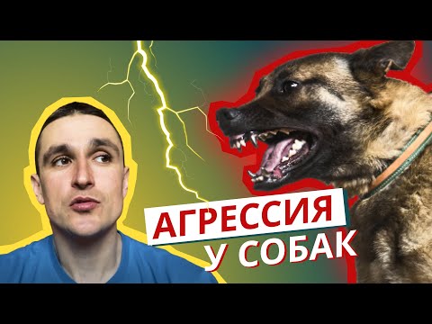 Видео: Агрессия у собак, откуда она берется