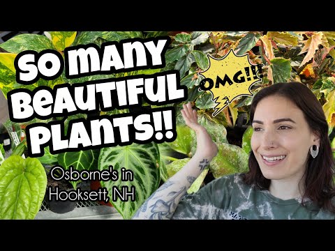 Видео: НОВЫЕ РАСТЕНИЯ И ОТЛИЧНЫЕ ПРЕДЛОЖЕНИЯ!! 🌿 Покупка растений в Osborne's в Хуксетте, Нью-Гэмпшир 🖤