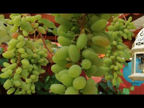 Видео: Дача в Германии Зиген