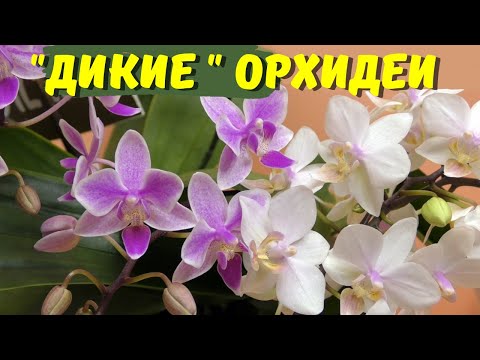 Видео: Орхидеи, сохранившие дикую красоту (Phal. Yaphon Pink Lady, Phal. Jungle Blush,  Phal.Willd jaquar )