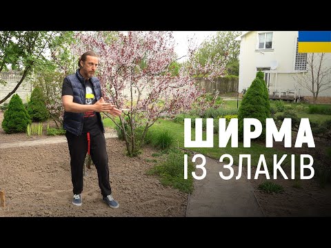 Видео: ЛАНДШАФТНИЙ ДИЗАЙН | ШИРМА ІЗ ЗЛАКІВ. ЯК СТВОРИТИ