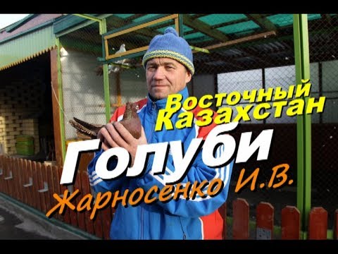 Видео: Голуби ЖАРНОСЕНКО И.В.  г.Семипалатинск 2017