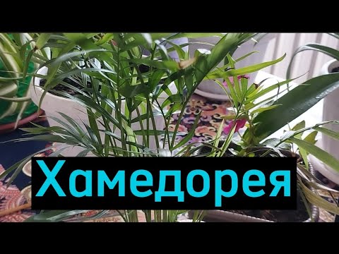 Видео: Хамедорея гүлін өсіру.#гүлдер #өсімдік #өсіру #күтім #хамедорея#комнатныерастения .Гүлдер әлемі 🌺