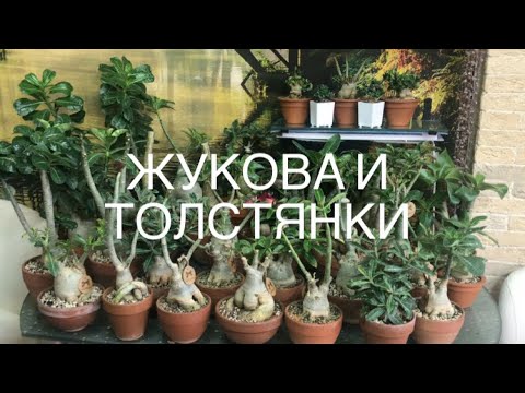 Видео: Адениумы, большой обзор 13 октября 2021 г