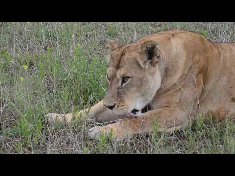Видео: Рядом со львами СТЕРВОЙ и ДЕЙЛОМ !