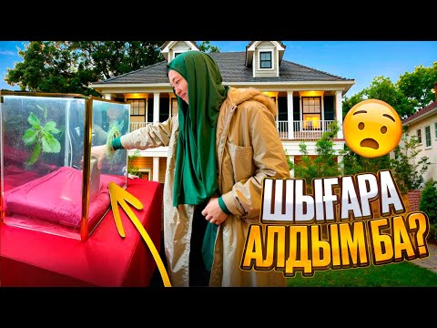 Видео: 7 КГ АЛТЫНДЫ ШЫҒАРА АЛДЫМ БА🤷‍♀️😂 #анара