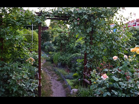 Видео: Основные принципы осенней обрезки роз.  Обрезка шраба и флорибунды.