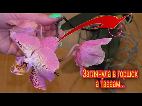 Видео: Невероятно ЭТО крадёт у орхидей цветение, а может и жизнь!