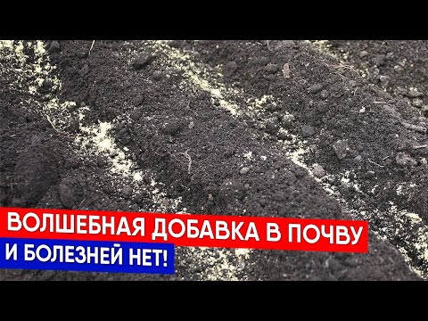 Видео: Волшебная добавка в почву, и болезней нет!