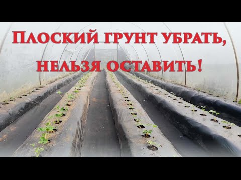 Видео: Что не так с плоским грунтом в балагане под клубнику? Какую каплю используем для полива? И перегной.