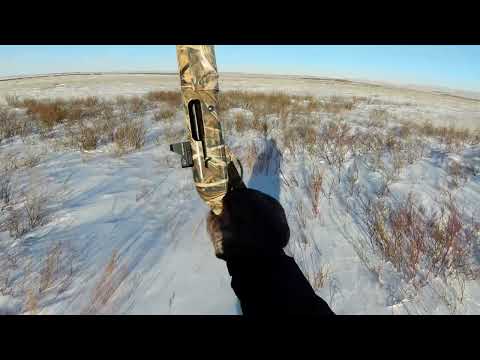 Видео: Охота на зайца "зайцы на стрёме"