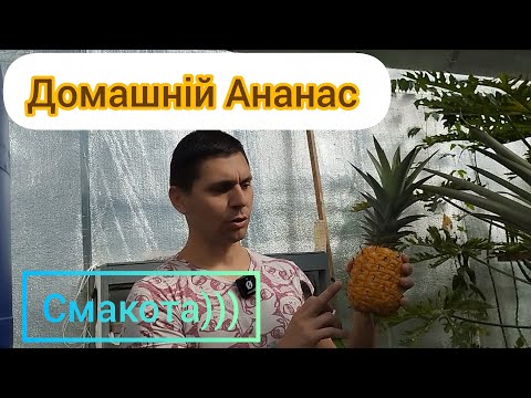 Видео: Ананас виростили вдома - смак фантастичний. Дуже легко виростити на підвіконні.