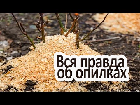 Видео: Опилки как удобрение / Как использовать опилки на огороде?