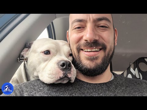 Видео: Спасённую собаку сломали и выбросили, теперь её любят, как королеву