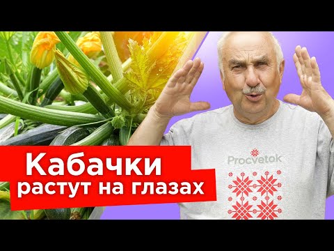 Видео: КАБАЧКИ ОБОЖАЮТ ЭТО! Подкормка, от которой все кабачки завязываются, растут вкусными и не гниют