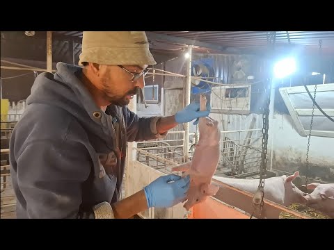 Видео: Свинарство,як бізнес на дому‼️Щоб свині росли роби так 3 день‼️Вакцинація від того,що не лікується‼️