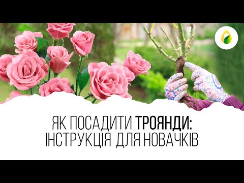 Видео: Як посадити ТРОЯНДИ 🌹 інструкція для НОВАЧКІВ