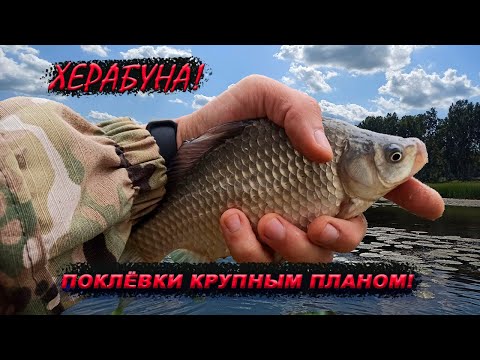 Видео: КРУПНЫЙ КАРАСЬ НА ТЕСТО! ХЕРАБУНА!