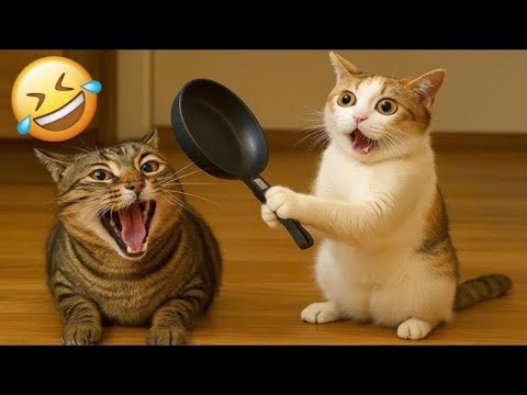 Видео: 🐱Смешные кошки.Юмор.