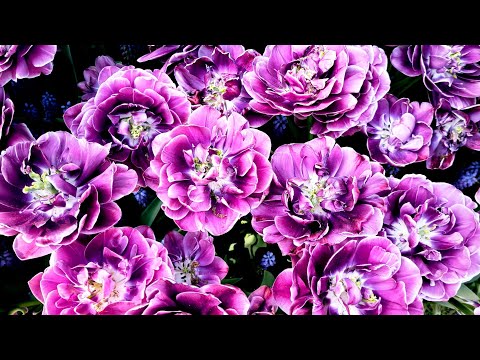 Видео: Кёкенхоф Парк ТЮЛЬПАНОВ в Нидерландах💐Что НУЖНО знать