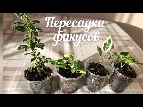 Видео: Пересадка фикусов Ирэн, Вианди, Старлайт и Сериса Фуджи