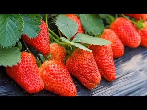 Видео: Урожай клубники ВЁДРАМИ уже на будущий год. Размножение земляники. Рассада лучше чем в питомнике.