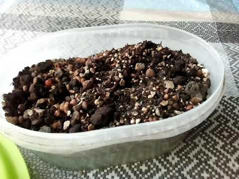 Видео: Пересадка литопса. Взрослого растения. 7.10.2019