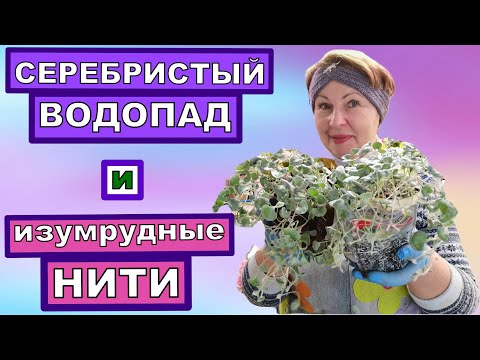 Видео: Хотите серебристый водопад в саду- Выращивайте ДИХОНДРУ. Способы размножения