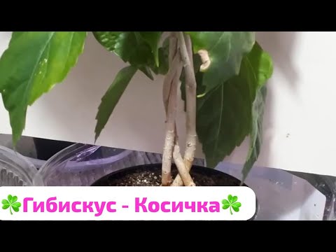 Видео: 🌺ГИБИСКУС (КИТАЙСКАЯ РОЗА)🌺ПЕРЕСАДКА и Обрезка!🌺