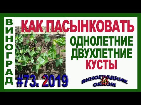 Видео: 🍇 Зачем ПАСЫНКИ на однолетних, двухлетних кустах. Что с ними делать. Определение срока полива куста