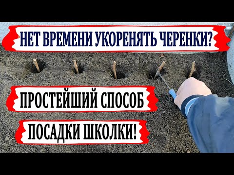 Видео: 🍇 Самый ПРОСТОЙ способ из ЧЕРЕНКОВ вырастить САЖЕНЦЫ винограда. Правильная посадка ШКОЛКИ весной.