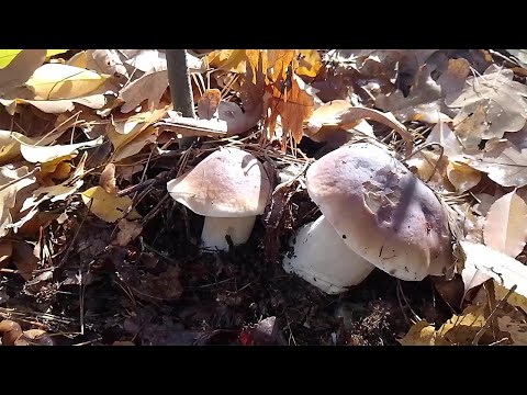 Видео: Скільки грибів зібрали. Як зберігаю і готую гриби?