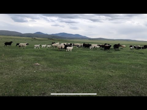 Видео: Овцы на пастбище 🐑