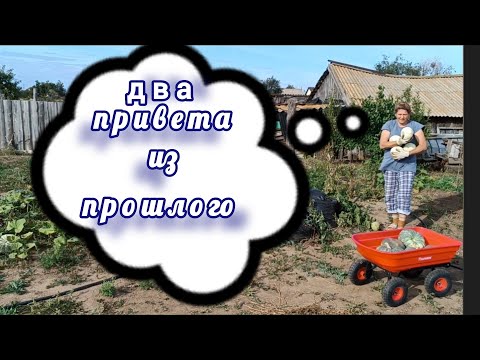 Видео: Я в ней запуталась. Урожай картошки впечатляет. Собрали тыкву. 