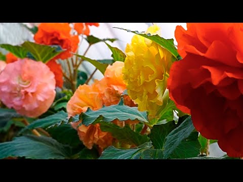 Видео: Моя теплица с цветущими бегониями