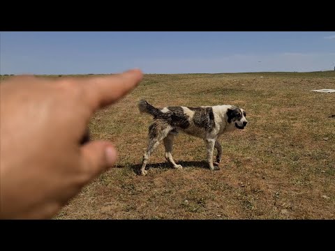 Видео: один день в горах старого Нохур!