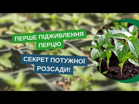 Видео: Перше підживлення розсади перцю: як і чим правильно підгодувати!