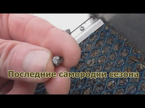 Видео: Последние самородки сезона