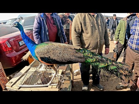 Видео: ИТ,ТАУЫҚ,ҚАЗ,ПАВЛИН БАҒАЛАРЫ 05.03.2023 ҰЗЫНАҒАШ МАЛ БАЗАРЫ