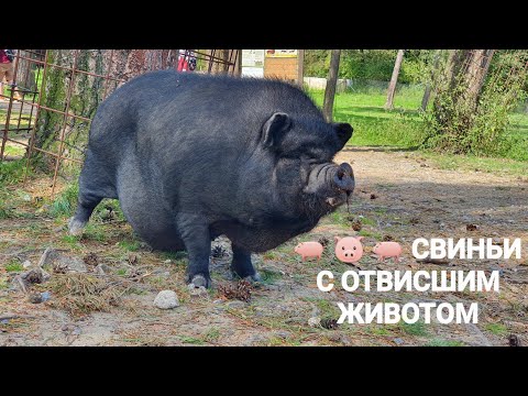 Видео: Вислобрюхие свиньи