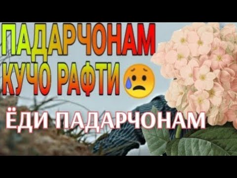Видео: Падарчонам кучо рафти танхо монди мора 😥
