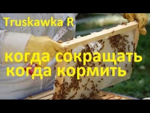 Видео: #Пчёлы осенью. Нюансы  сокращения семей и закормки пчёл на пасеке. С чем это связано Зачем сокращать