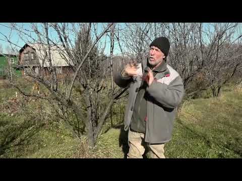 Видео: Зеленый сад фильм № 388 "Слива" 22.10.22г. г. Хабаровск zeleniisad.ru