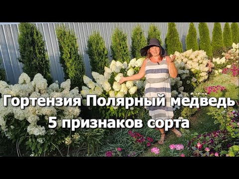 Видео: Гортензия Полярный медведь: 5 признаков сорта | Гортензия Полярный медведь: описание сорта