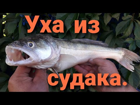 Видео: Уха из судака.