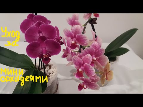 Видео: Как ухаживать за мини орхидеями